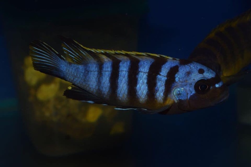 Maylandia sp. 'zebra long pelvic' Chesese